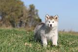 ALASKAN MALAMUTE 107